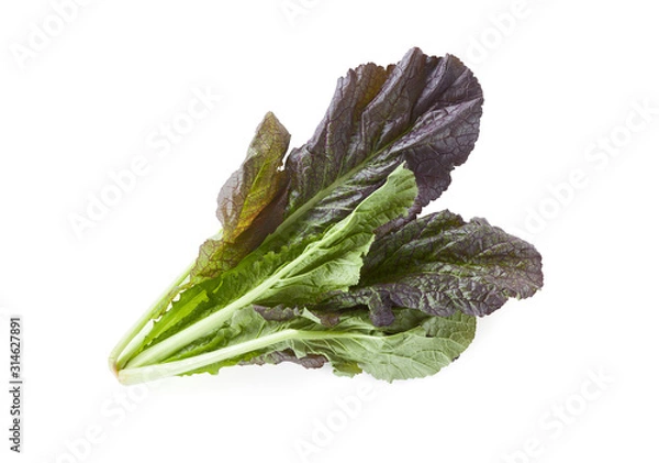 Fototapeta Leaf mustard or takana greens isolated on white background