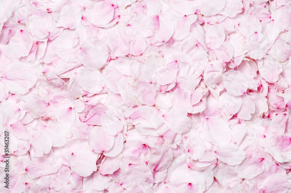 Fototapeta cherry blossom