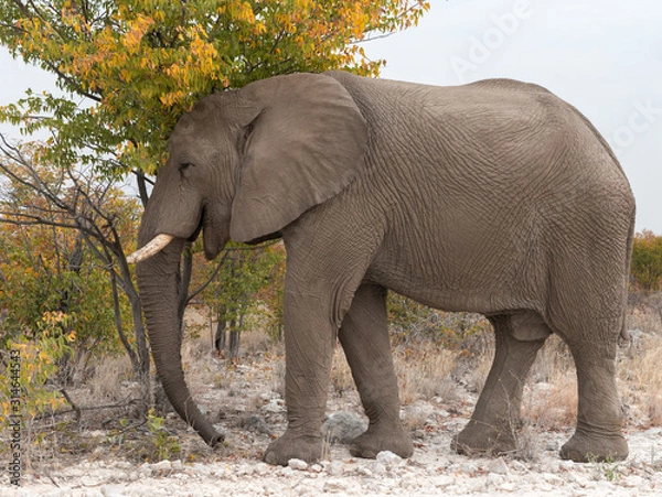 Fototapeta African bush elephant scratching his head against a tree