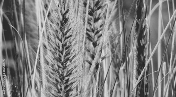 Obraz grass in the wind
