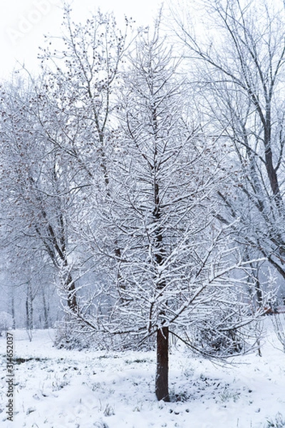 Obraz winter in forest
