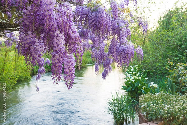 Fototapeta Beautiful purple wisteria blooming above the river in spring park. Close up, selective focus