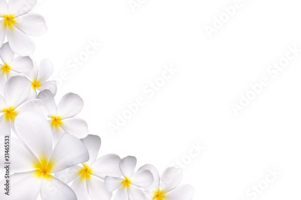 Obraz White plumeria