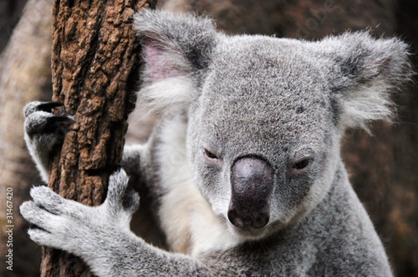 Fototapeta Koala