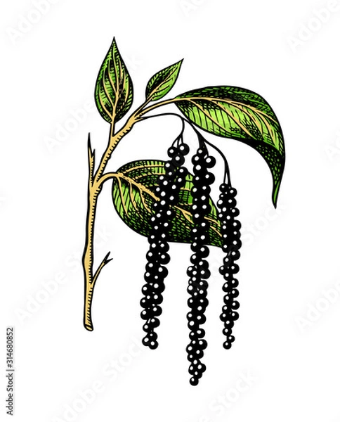 Obraz Black pepper leaves, herbs and spices. Allspice in Vintage style. Engraved hand drawn vector sketch for background
