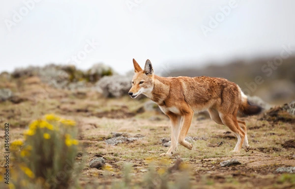 Fototapeta Zbliżenie na rzadkiego i zagrożonego wilka etiopskiego