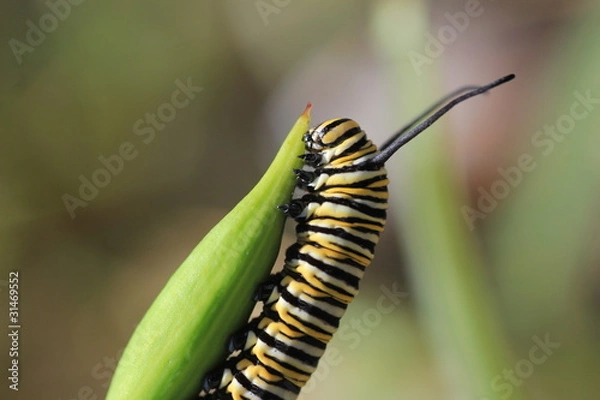 Obraz Monarch butterfly caterpillar