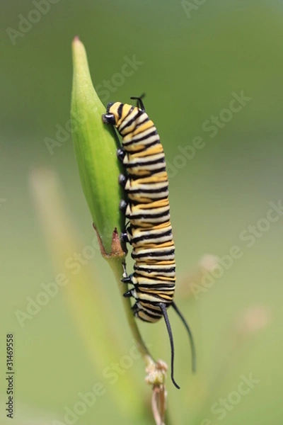 Obraz Monarch butterfly caterpillar
