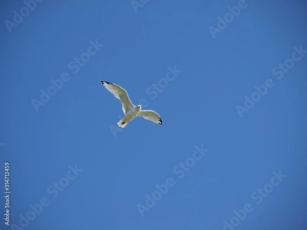 Fototapeta Flying Seagull