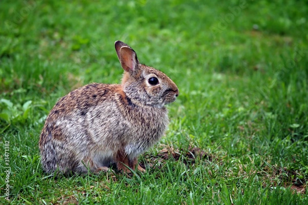 Fototapeta rabbit