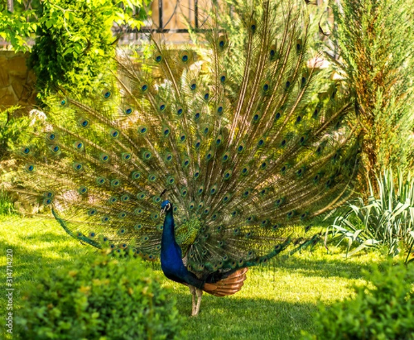 Obraz peacock