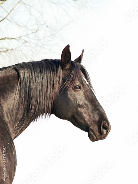 Obraz black horse at white background