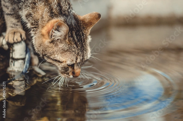 Obraz cat drinks from a puddle