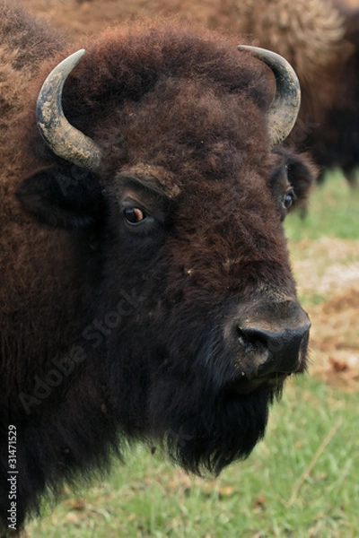 Obraz bison