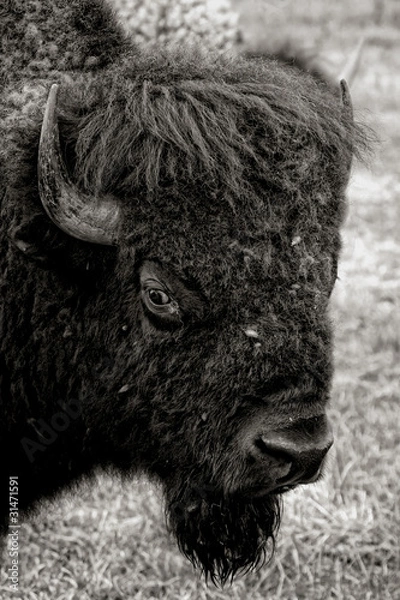 Obraz bull bison