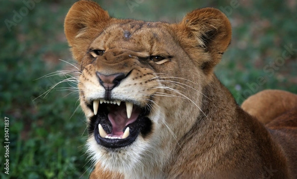 Obraz growling Lioness