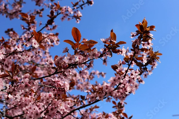 Fototapeta cherry blossom