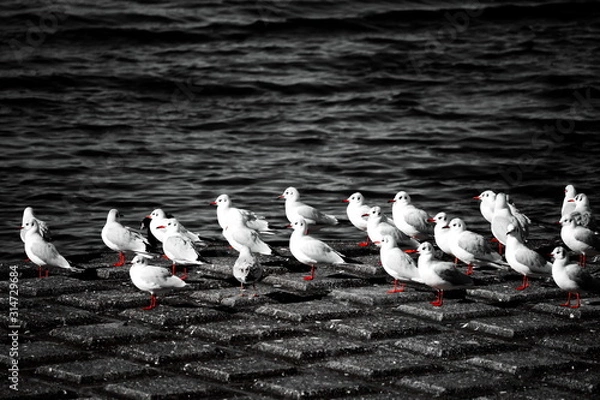 Fototapeta ゆりかもめ