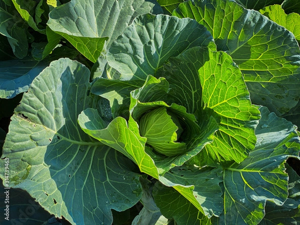 Fototapeta Gemüsekohl