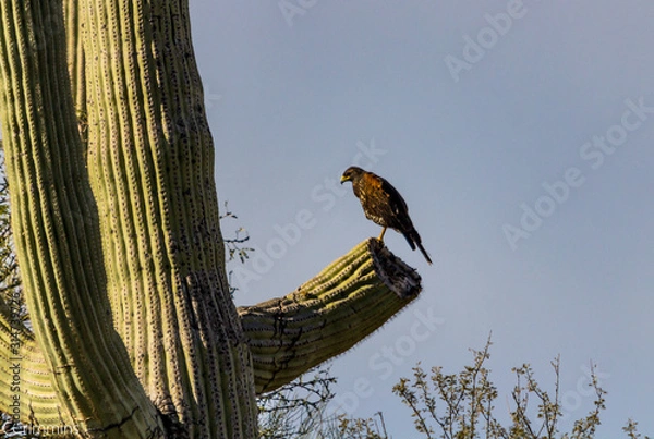 Obraz Hunter on a cactus