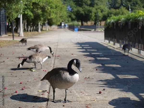 Obraz Goose in park