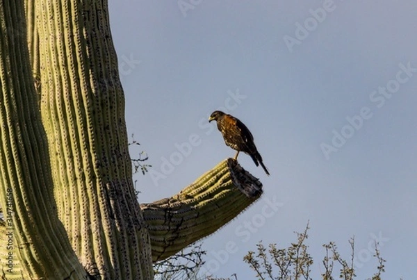 Obraz Hawk Hunts from Cactus