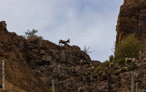 Obraz Bighorn Sheep on cliff