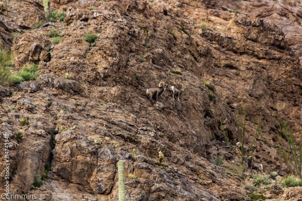 Obraz Desert bighorn sheep