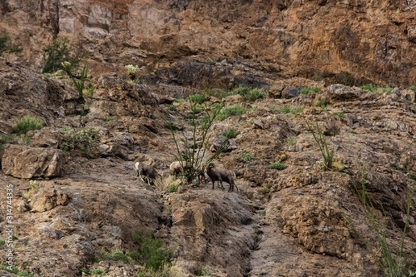 Obraz Bighorn gathering