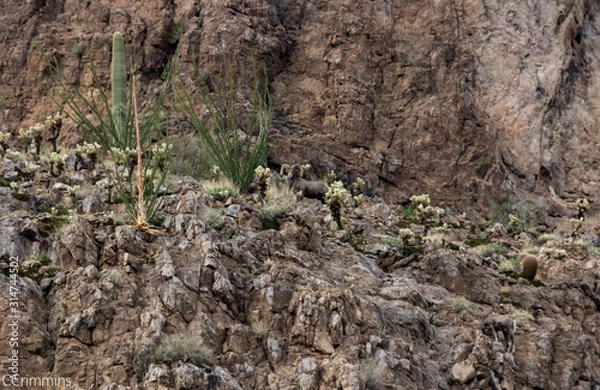 Obraz Ram looks at me