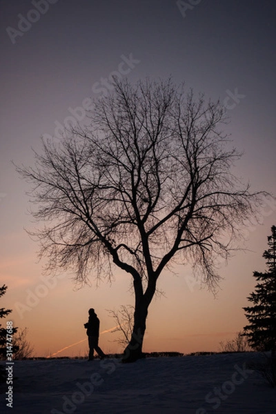 Fototapeta man walking under a lonely tree on a sunset background