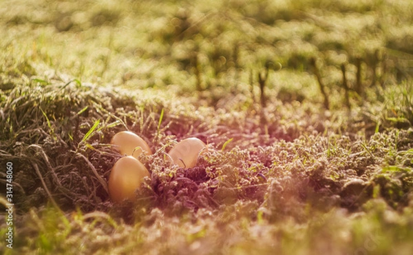 Fototapeta Easter wallpaper. Golden eggs on spring grass at sunny day. Sun rays fall on meadow. Celebrating spring holidays. Nature holiday background. frozen grass.