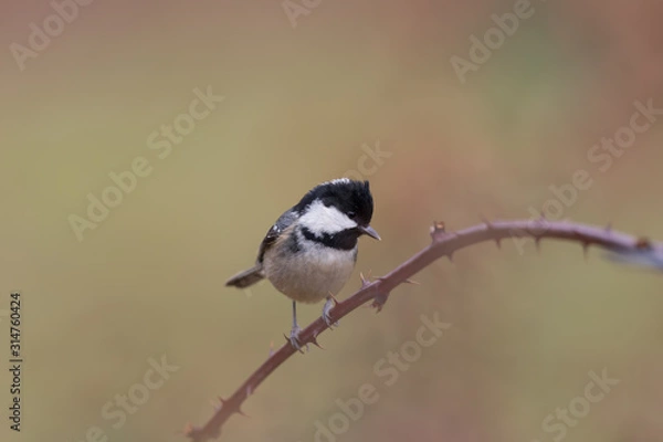 Fototapeta Coal tit
