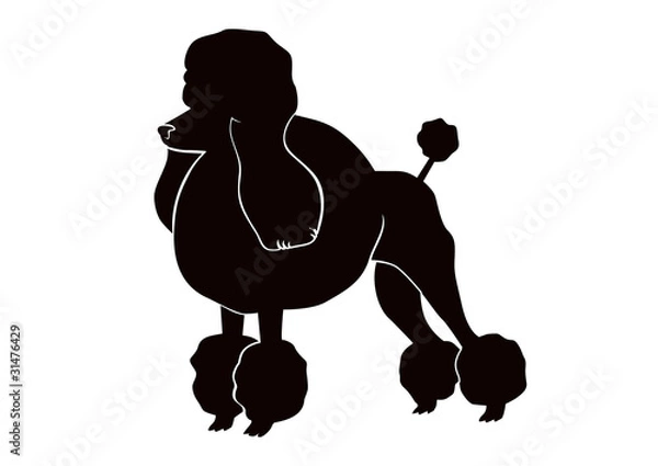 Obraz poodle silhouettes