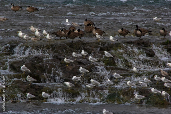 Fototapeta Seagulls and geese resting on rocks