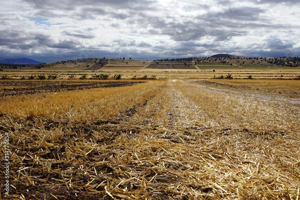 Obraz plowed field and blue sky