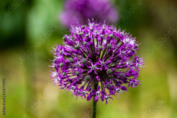 Obraz purple thistle flower