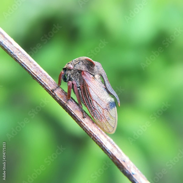 Obraz Thornhopper, Centrotus cornutus