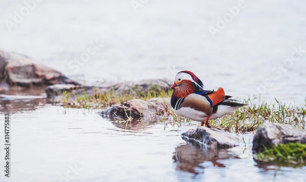 Fototapeta Canard mandarin 2