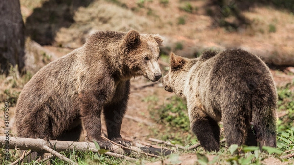 Fototapeta Couple d'ours