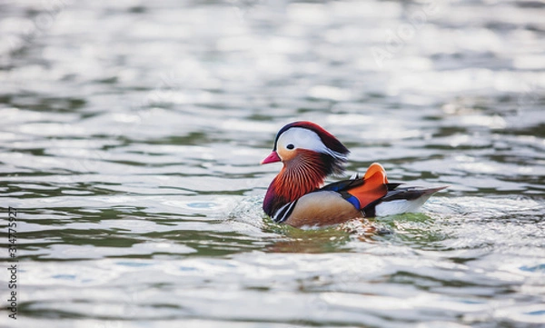 Fototapeta Canard mandarin 