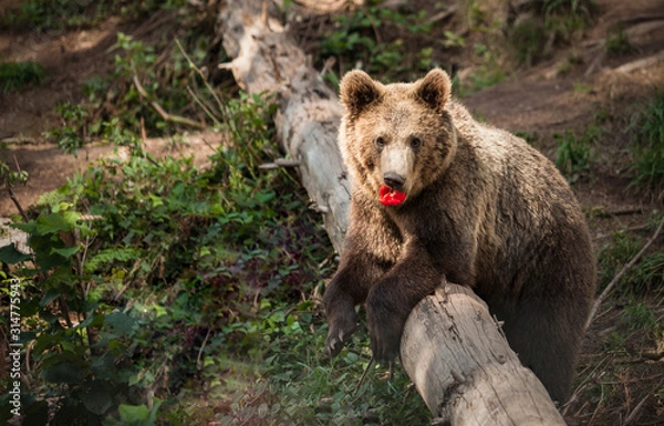 Fototapeta Ours glouton 