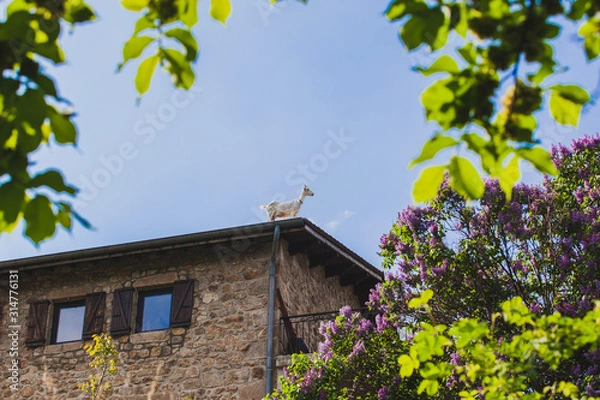 Fototapeta chèvre sur le toit 2