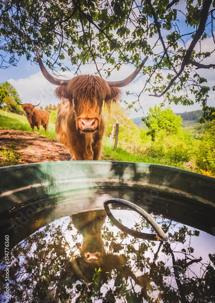 Fototapeta Vache highland 2