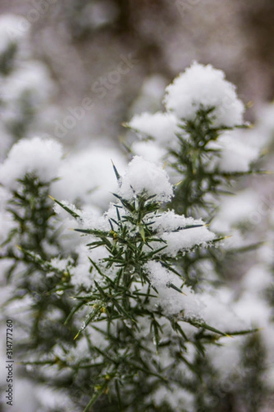 Obraz branch of a tree in winter