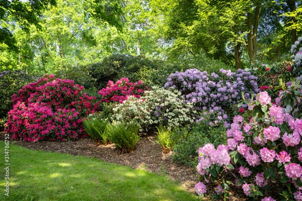 Fototapeta park with flowering rhododendrons in spring