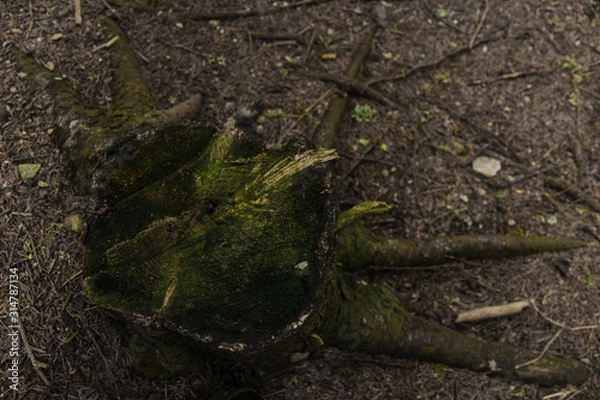 Fototapeta mossy tree stump