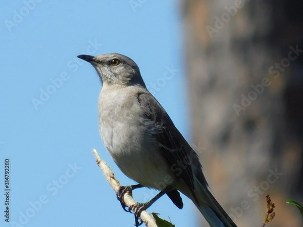 Obraz Mockingbird
