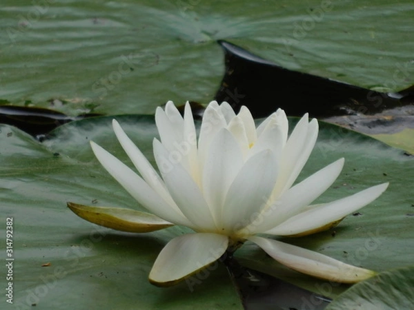 Obraz Water Lilly 2