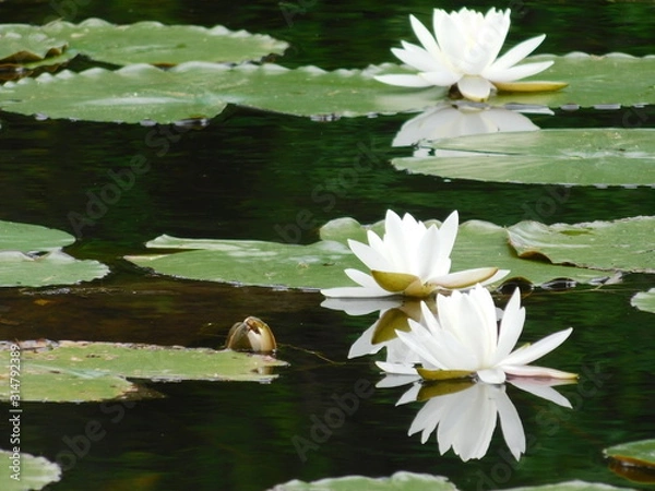 Obraz Water Lilly 3